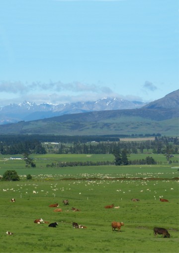 New Zealand pastoral farm