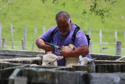 Farmer drenching lambs