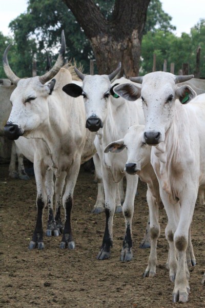 Cows in Ghana